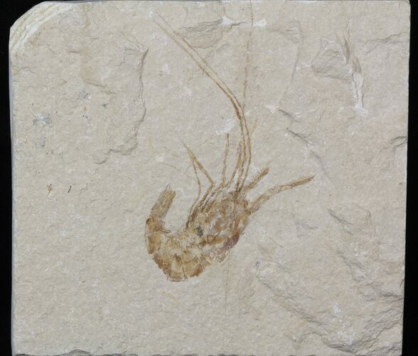 Cretaceous Fossil Shrimp Carpopenaeus - Lebanon #40457